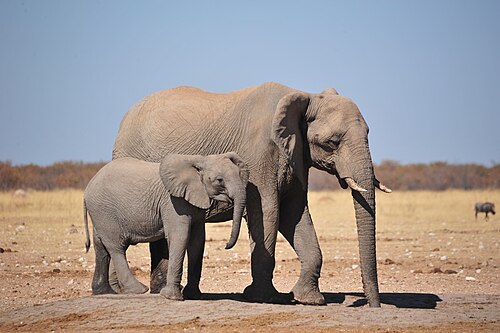 Etosha National Park